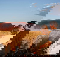 Uluru Ayers Rock Sunset with Outback Barbecue Dinner and Star Tour - Taree Accommodation