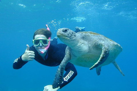 3-Hour Sea Turtle Snorkeling Experience In Byron Bay - Taree Accommodation 0