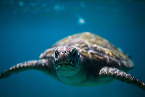 3-Hour Sea Turtle Snorkeling Experience In Byron Bay - Taree Accommodation 1