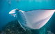 3-Hour Sea Turtle Snorkeling Experience In Byron Bay - thumb 11