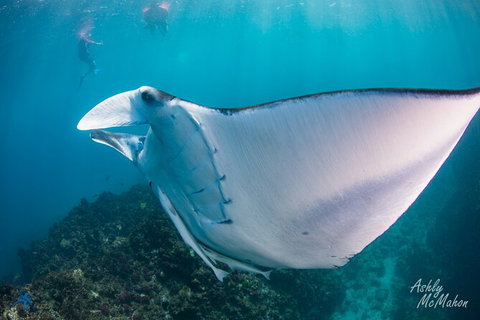3-Hour Sea Turtle Snorkeling Experience In Byron Bay - Taree Accommodation 11