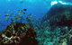 3-Hour Sea Turtle Snorkeling Experience In Byron Bay - thumb 4