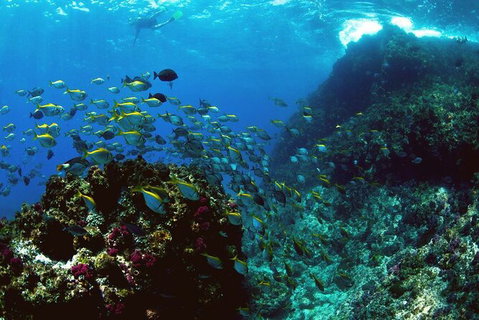 3-Hour Sea Turtle Snorkeling Experience In Byron Bay - Taree Accommodation 4
