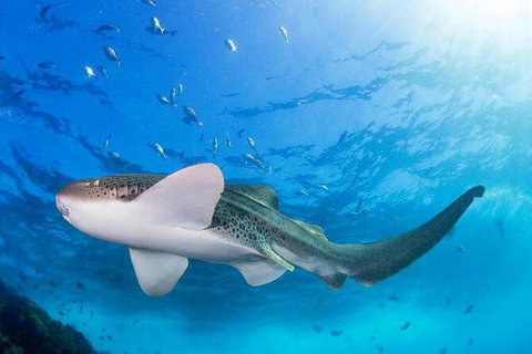 3-Hour Sea Turtle Snorkeling Experience In Byron Bay - Taree Accommodation 3