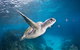 3-Hour Sea Turtle Snorkeling Experience In Byron Bay - thumb 6