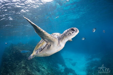 3-Hour Sea Turtle Snorkeling Experience In Byron Bay - Taree Accommodation 6