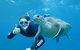 3-Hour Sea Turtle Snorkeling Experience In Byron Bay - thumb 2