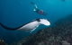 3-Hour Sea Turtle Snorkeling Experience In Byron Bay - thumb 10