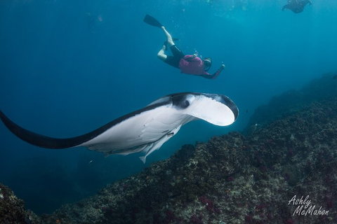 3-Hour Sea Turtle Snorkeling Experience In Byron Bay - Taree Accommodation 10