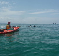 Kayaking with Dolphins in Byron Bay Guided Tour - Taree Accommodation