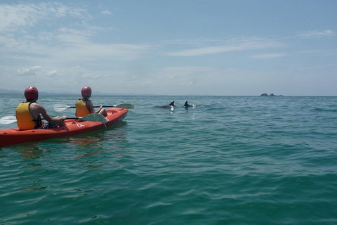 Kayaking With Dolphins In Byron Bay Guided Tour - Taree Accommodation 0