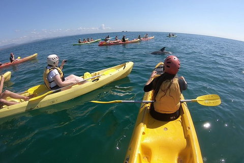Kayaking With Dolphins In Byron Bay Guided Tour - Taree Accommodation 13