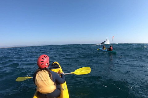 Kayaking With Dolphins In Byron Bay Guided Tour - Taree Accommodation 19