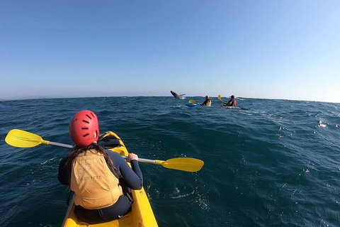 Kayaking With Dolphins In Byron Bay Guided Tour - Taree Accommodation 18