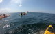 Kayaking With Dolphins In Byron Bay Guided Tour - thumb 7