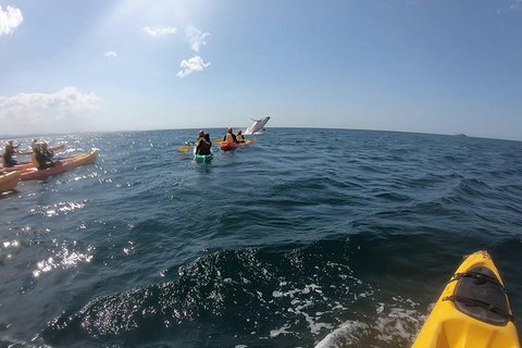Kayaking With Dolphins In Byron Bay Guided Tour - Taree Accommodation 7