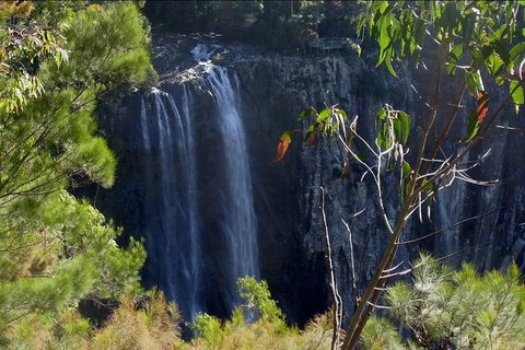 Byron Bay Hinterland Tour Including Rainforest Walk To Minyon Falls - Taree Accommodation 0