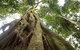 Byron Bay Hinterland Tour Including Rainforest Walk To Minyon Falls - thumb 3