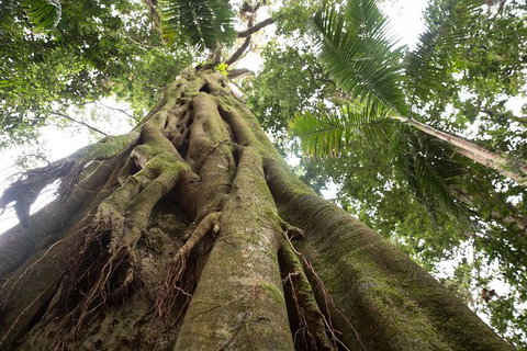 Byron Bay Hinterland Tour Including Rainforest Walk To Minyon Falls - Taree Accommodation 3