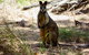 Byron Bay Hinterland Tour Including Rainforest Walk To Minyon Falls - thumb 16