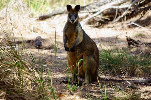 Byron Bay Hinterland Tour Including Rainforest Walk To Minyon Falls - Taree Accommodation 16