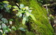 Byron Bay Hinterland Tour Including Rainforest Walk To Minyon Falls - thumb 19