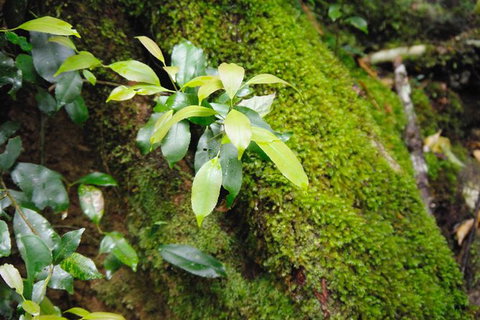 Byron Bay Hinterland Tour Including Rainforest Walk To Minyon Falls - Taree Accommodation 19