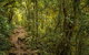 Byron Bay Hinterland Tour Including Rainforest Walk To Minyon Falls - thumb 11