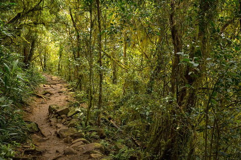 Byron Bay Hinterland Tour Including Rainforest Walk To Minyon Falls - Taree Accommodation 11