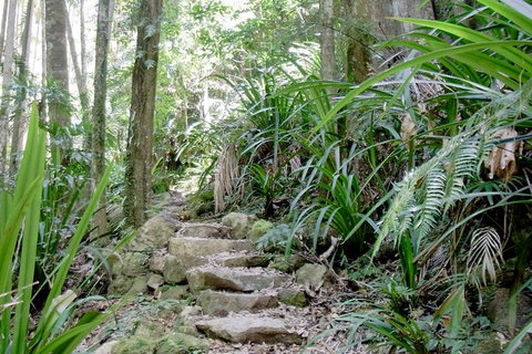 Byron Bay Hinterland Tour Including Rainforest Walk To Minyon Falls - Taree Accommodation 5