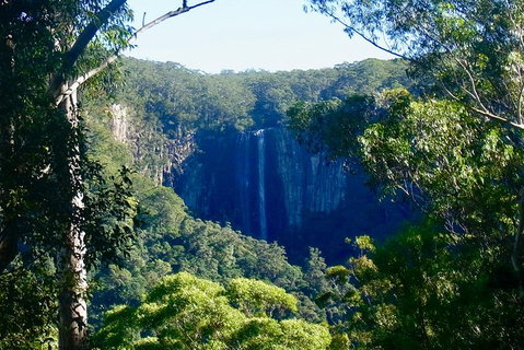 Byron Bay Hinterland Tour Including Rainforest Walk To Minyon Falls - Taree Accommodation 17