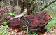 Byron Bay Hinterland Tour Including Rainforest Walk To Minyon Falls - thumb 2