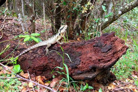 Byron Bay Hinterland Tour Including Rainforest Walk To Minyon Falls - Taree Accommodation 2