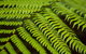 Byron Bay Hinterland Tour Including Rainforest Walk To Minyon Falls - thumb 13