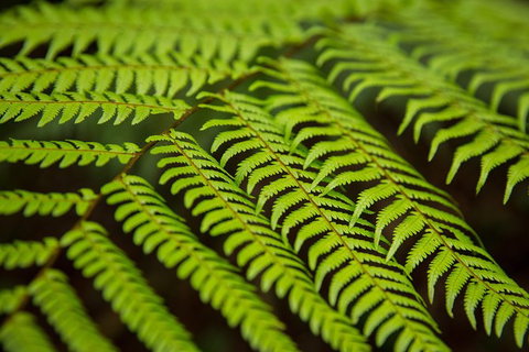 Byron Bay Hinterland Tour Including Rainforest Walk To Minyon Falls - Taree Accommodation 13