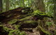 Byron Bay Hinterland Tour Including Rainforest Walk To Minyon Falls - thumb 10