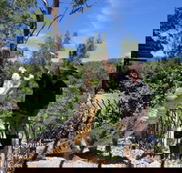 Private Shoalhaven Zoo Experience from Sydney - Taree Accommodation