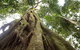 Byron Bay Combo: Hinterland Tour Including Minyon Falls And Kayaking With Dolphins - thumb 13
