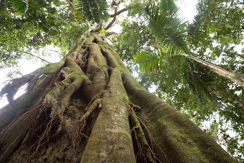 Byron Bay Combo: Hinterland Tour Including Minyon Falls And Kayaking With Dolphins - Taree Accommodation 13