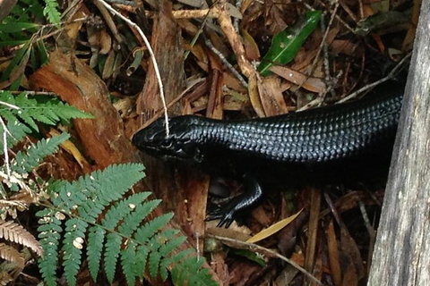 Byron Bay Combo: Hinterland Tour Including Minyon Falls And Kayaking With Dolphins - Taree Accommodation 3