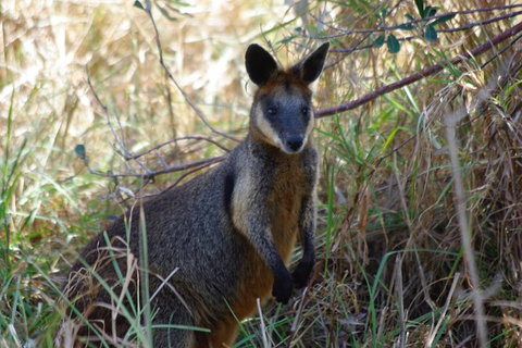 Byron Bay Combo: Hinterland Tour Including Minyon Falls And Kayaking With Dolphins - Taree Accommodation 10
