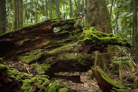 Byron Bay Combo: Hinterland Tour Including Minyon Falls And Kayaking With Dolphins - Taree Accommodation 8