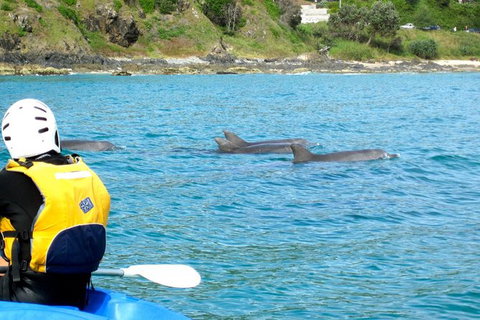 Byron Bay Combo: Hinterland Tour Including Minyon Falls And Kayaking With Dolphins - Taree Accommodation 12