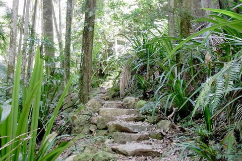 Byron Bay Combo: Hinterland Tour Including Minyon Falls And Kayaking With Dolphins - Taree Accommodation 4