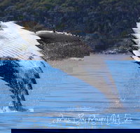 Whale Watching Jervis Bay - Taree Accommodation