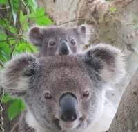 Byron Bay Wildlife Safari - Taree Accommodation