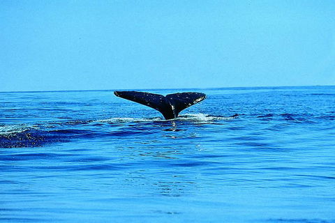 Whale Watching By Sea Kayak In Batemans Bay - Taree Accommodation 1