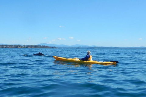 Whale Watching By Sea Kayak In Batemans Bay - Taree Accommodation 2