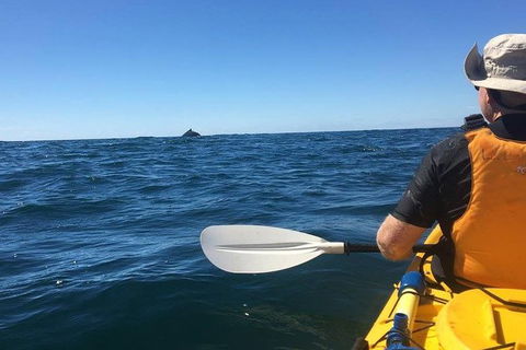 Whale Watching By Sea Kayak In Batemans Bay - Taree Accommodation 7