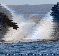 Jervis Bay Whale Watching Tour - Taree Accommodation